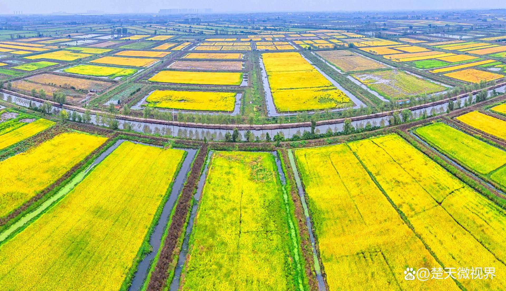 苍溪果苗基地